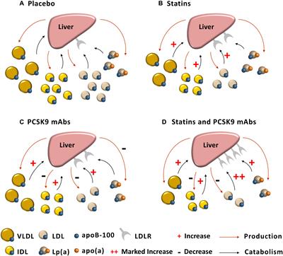 New Insights Into the Regulation of Lipoprotein Metabolism by PCSK9: Lessons From Stable Isotope Tracer Studies in Human Subjects